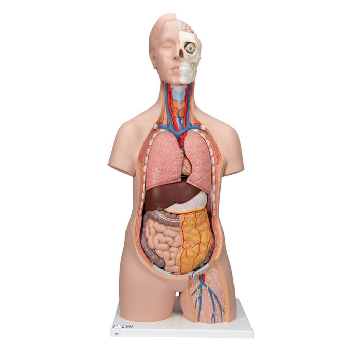 Torso Clásico Asexuado, 12 Partes - 3B Smart Anatomy