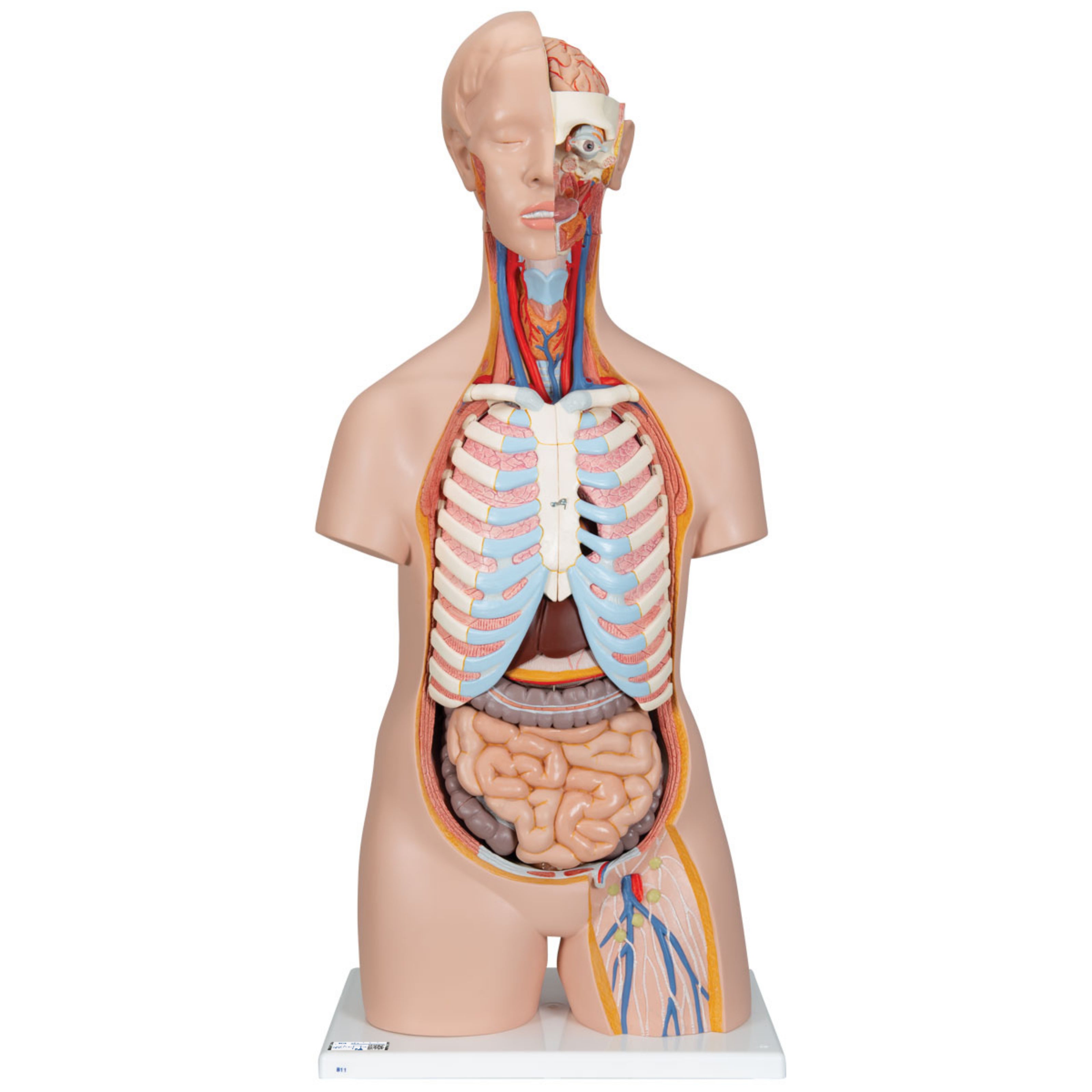 Torso Clásico Asexuado, 16 Partes - 3B Smart Anatomy