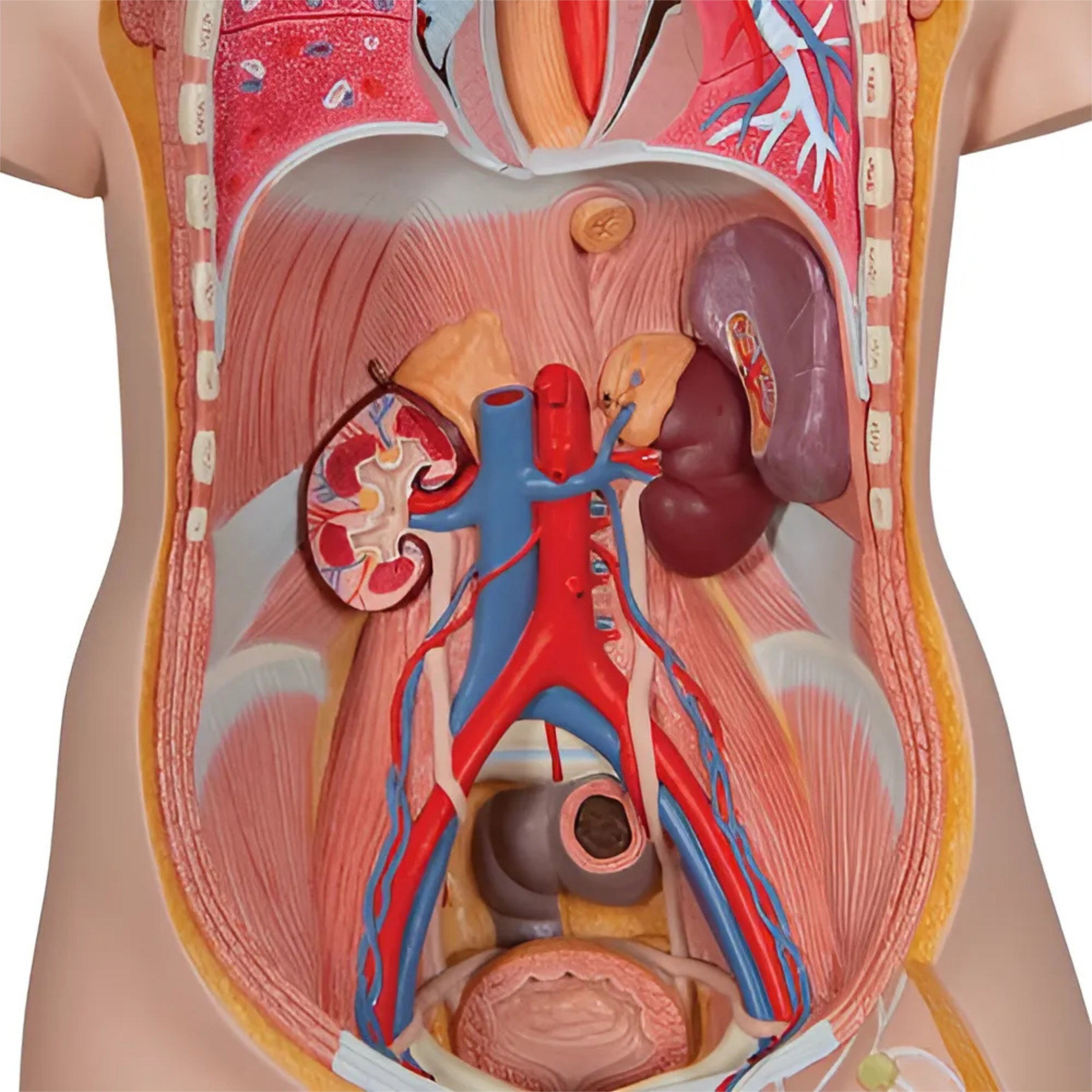 Torso Clásico Asexuado, 16 Partes - 3B Smart Anatomy