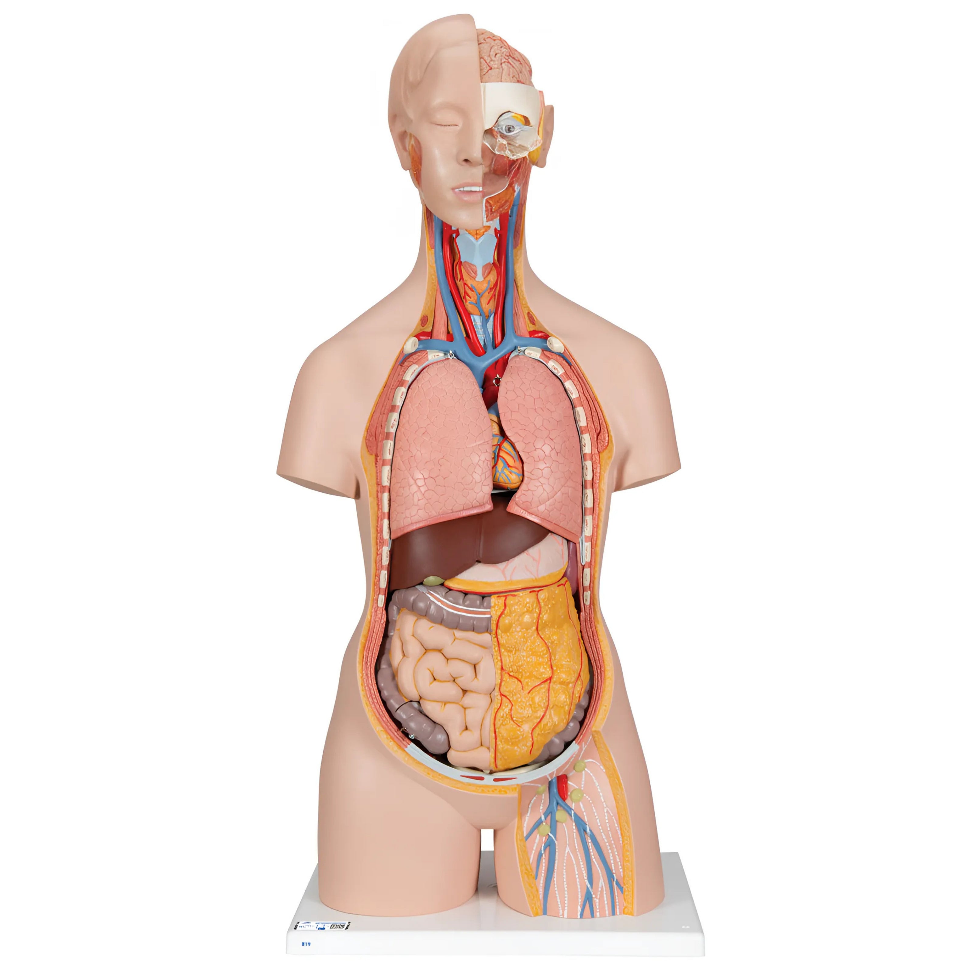 Torso clásico con espalda abierta, 18 partes - 3B Smart Anatomy