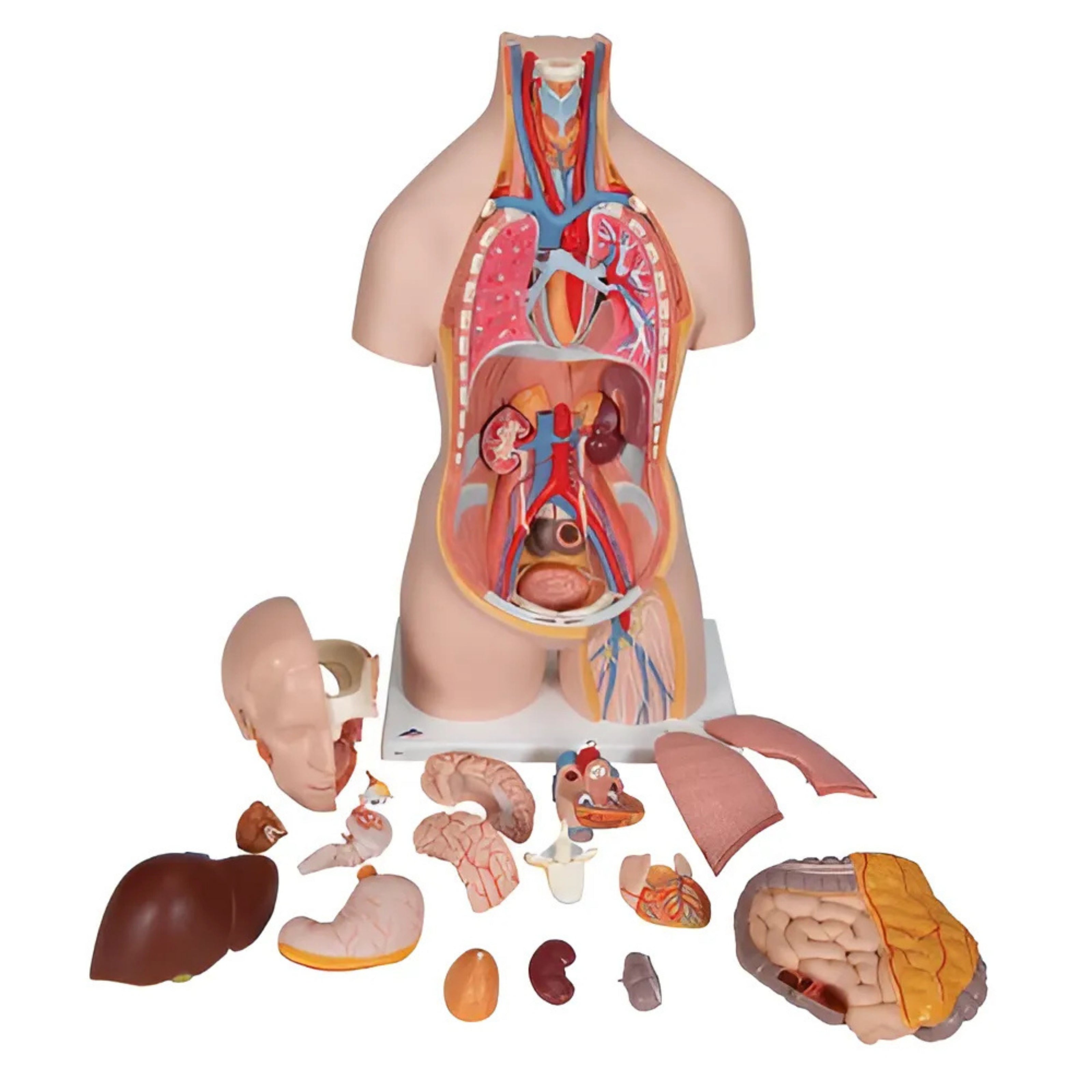 Torso clásico con espalda abierta, 18 partes - 3B Smart Anatomy