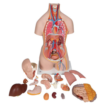 Torso clásico con espalda abierta, 18 partes - 3B Smart Anatomy