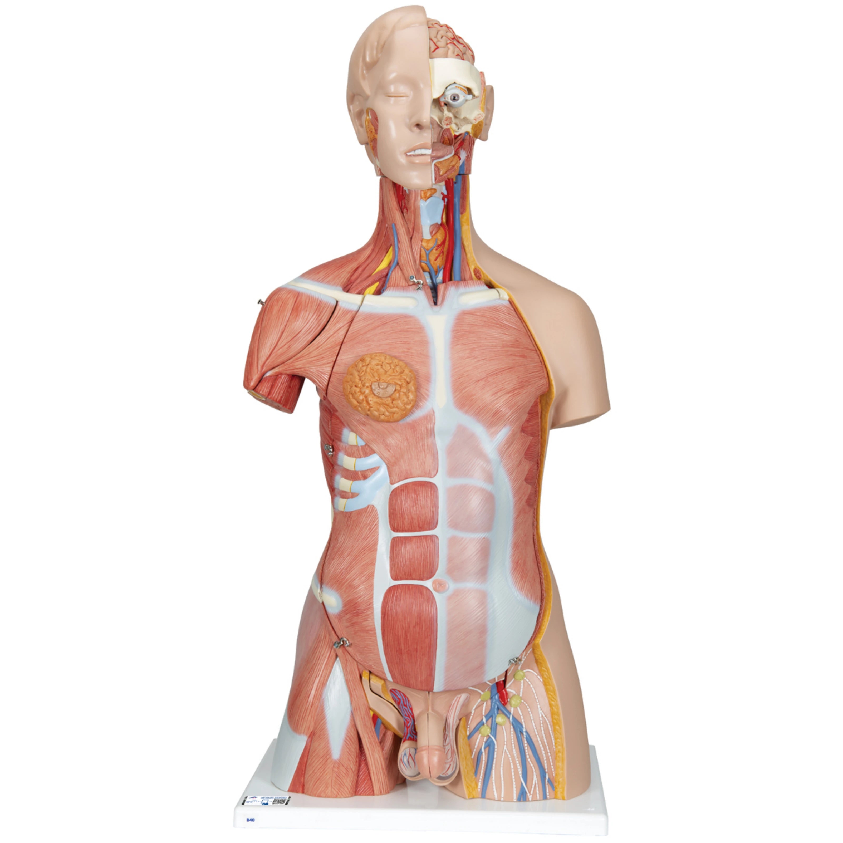 Torso de lujo con músculos, 31 partes - 3B Smart Anatomy