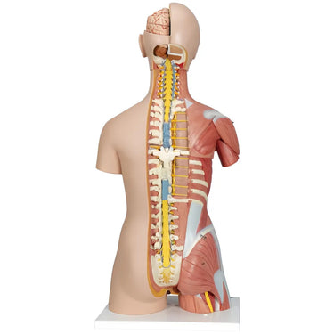Torso de lujo con músculos, 31 partes - 3B Smart Anatomy