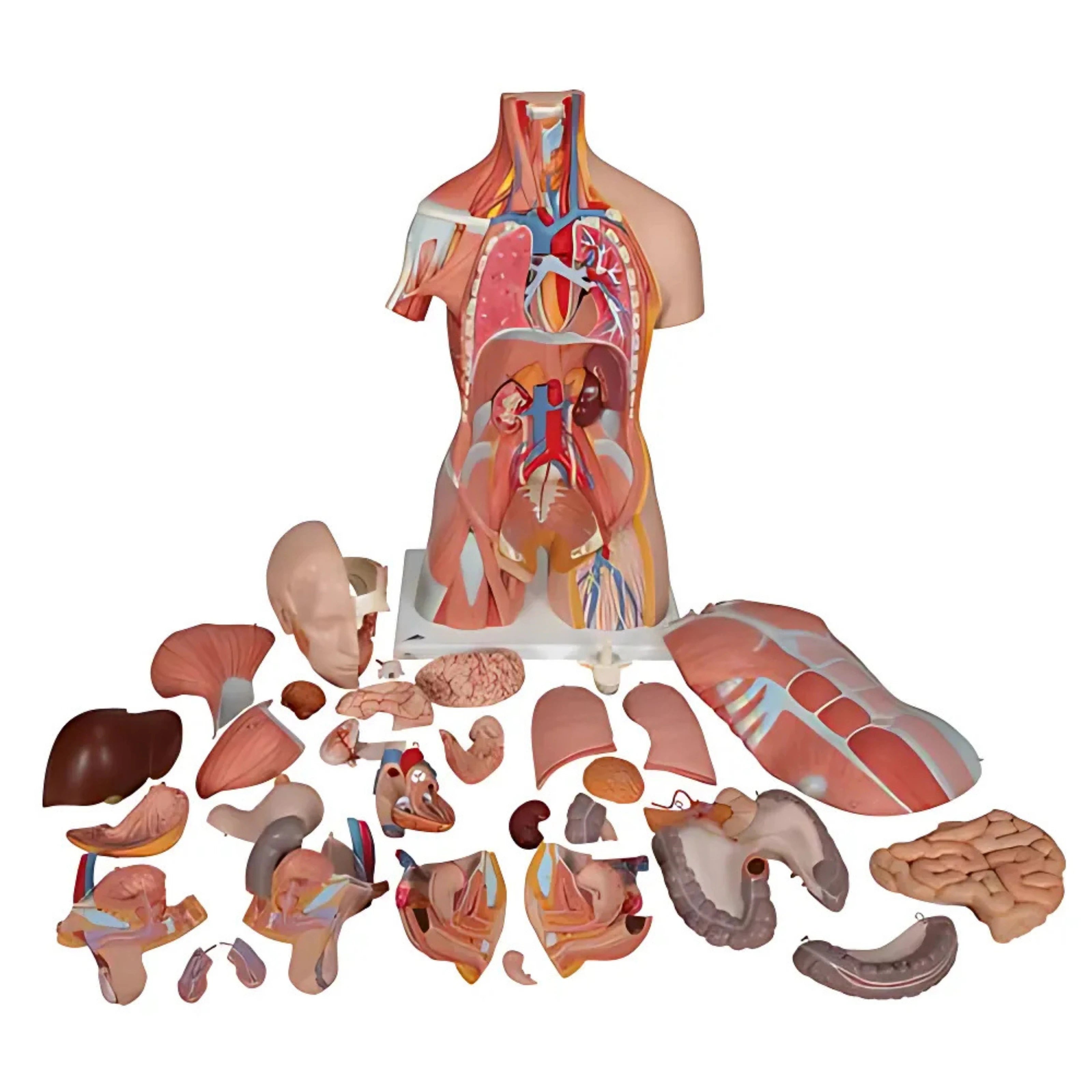 Torso de lujo con músculos, 31 partes - 3B Smart Anatomy