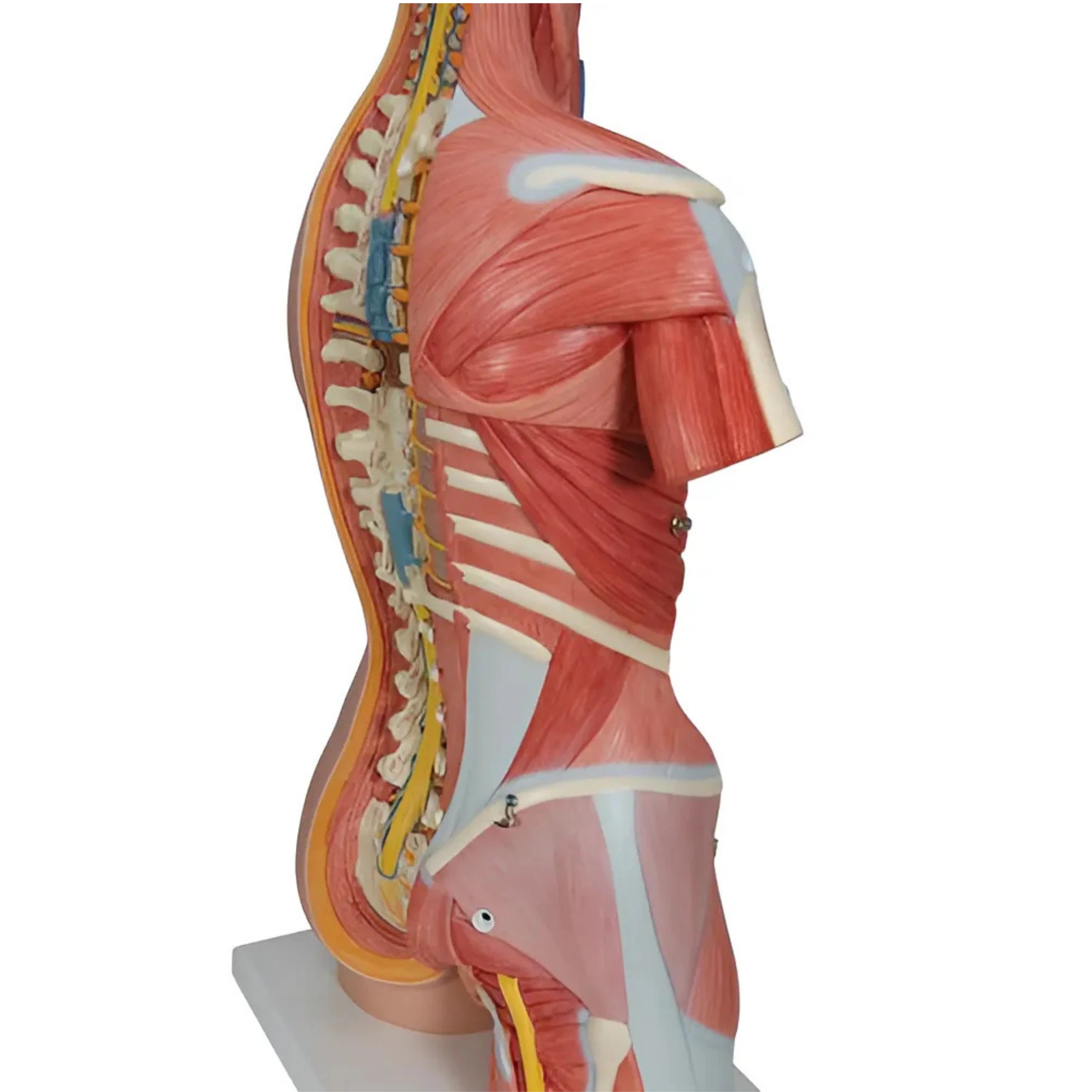 Torso de lujo con músculos, 31 partes - 3B Smart Anatomy