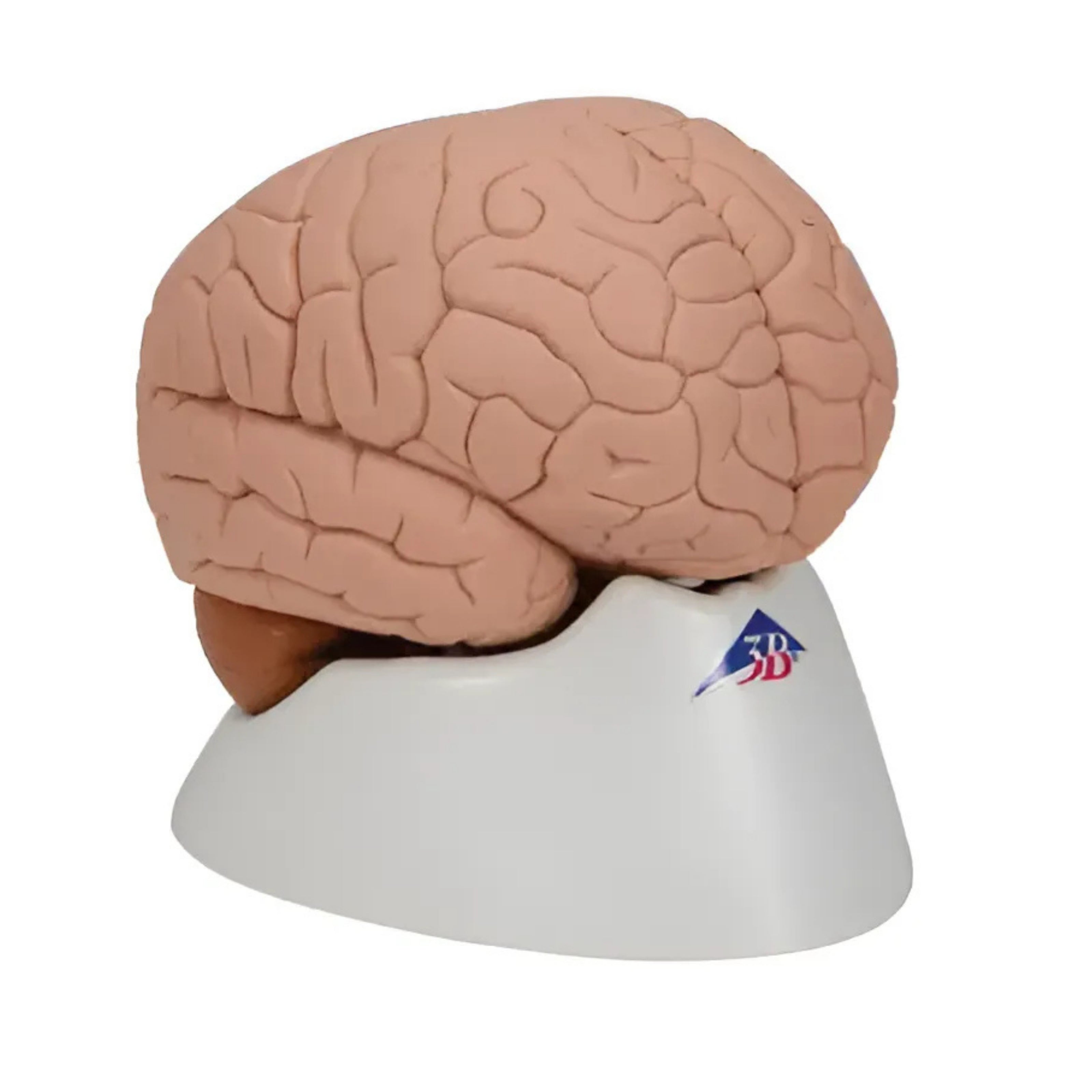 Encéfalo económico, desmontable en 2 piezas - 3B Smart Anatomy