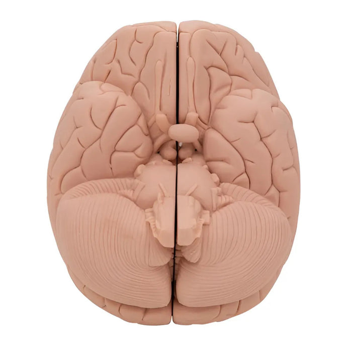 Encéfalo económico, desmontable en 2 piezas - 3B Smart Anatomy