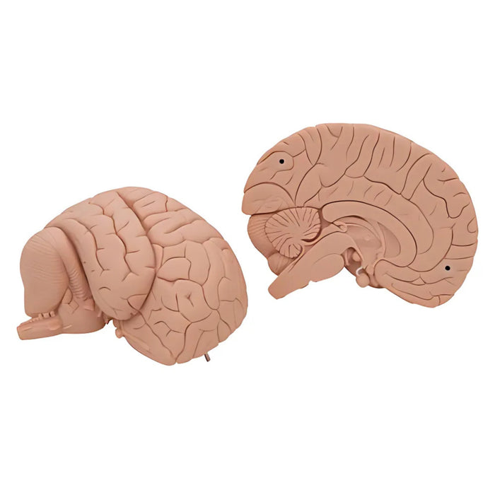 Encéfalo económico, desmontable en 2 piezas - 3B Smart Anatomy