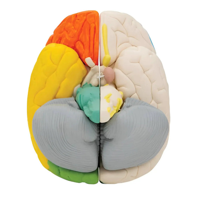 Cerebro neuro-anatómico, desmontable en 8 piezas - 3B Smart Anatomy