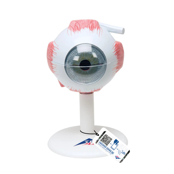 Modelo Anatómico de Ojo - 3 Veces su Tamaño Natural, 6 Piezas - 3B Smart Anatomy