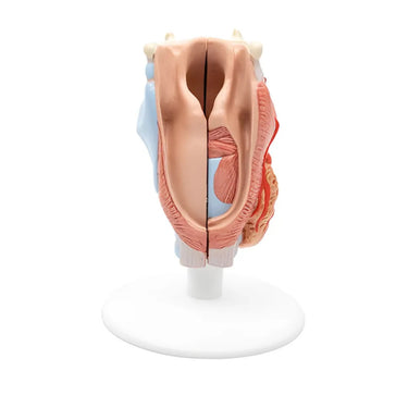 Laringe, 2 piezas - 3B Smart Anatomy