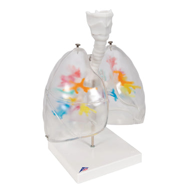 Árbol bronquial TAC con laringe y pulmón transparente