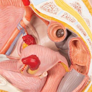 Pelvis Femenina, 2 Piezas