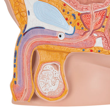 Pelvis Masculina, 2 Piezas