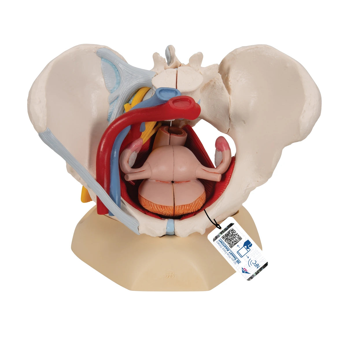 Pelvis femenina con ligamentos, vasos, nervios, piso pélvico y órganos – 6 partes