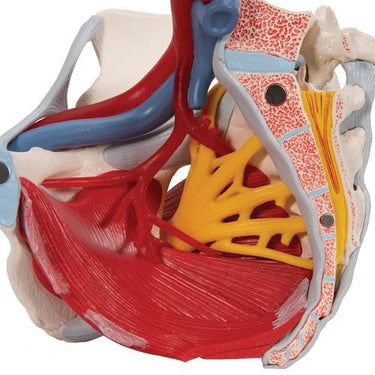 Pelvis femenina con ligamentos, vasos, nervios, piso pélvico y órganos – 6 partes