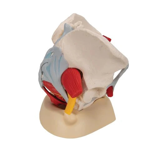 Pelvis femenina con ligamentos, vasos, nervios, piso pélvico y órganos – 6 partes
