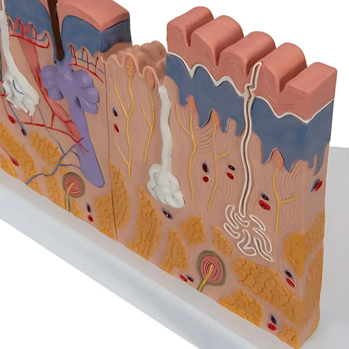 Corte de la piel, 40 veces su tamaño natural - 3B Smart Anatomy
