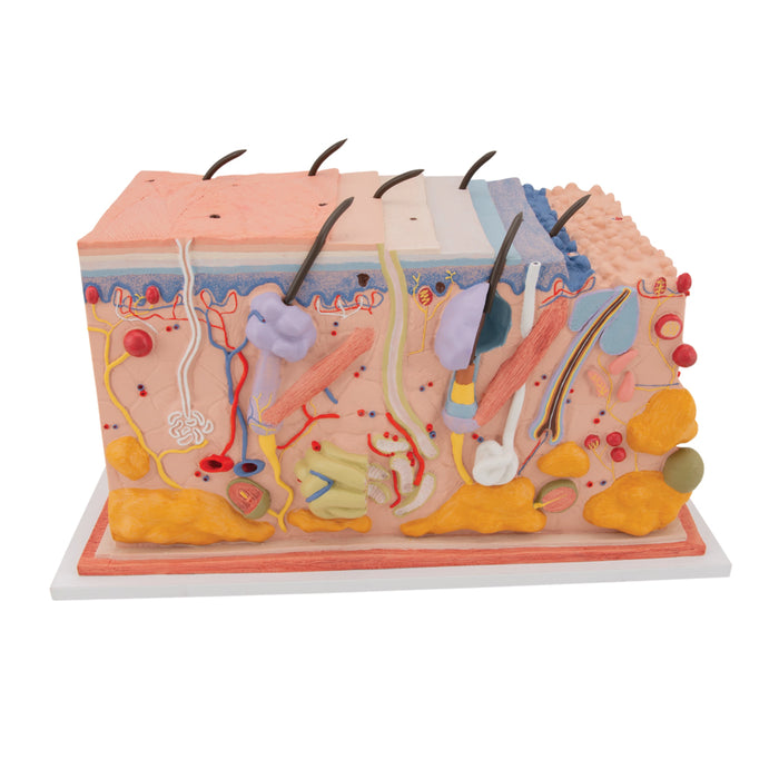 La piel, modelo en bloque, 70 veces su tamaño natural - 3B Smart Anatomy