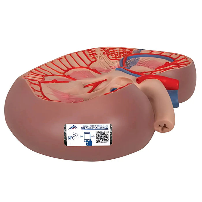 Sección Básica del Riñón - 3 Veces su Tamaño Natural - 3B Smart Anatomy