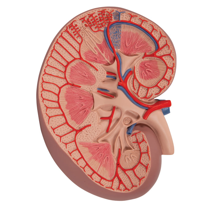 Sección Básica del Riñón - 3 Veces su Tamaño Natural - 3B Smart Anatomy