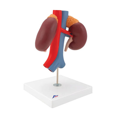 Riñones con Vasos (2 Piezas) - 3B Smart Anatomy
