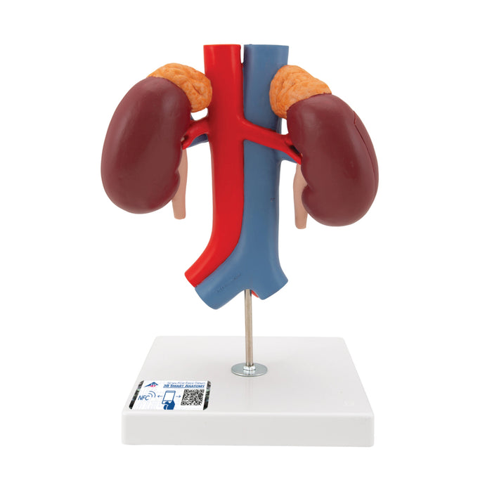 Riñones con Vasos (2 Piezas) - 3B Smart Anatomy
