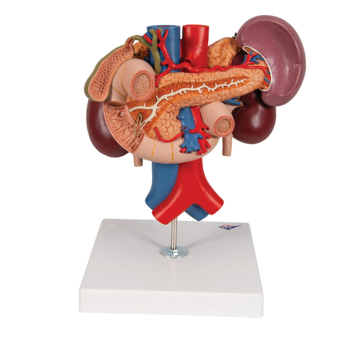 Riñones con Órganos Posteriores del Abdomen Superior (3 Piezas) - 3B Smart Anatomy