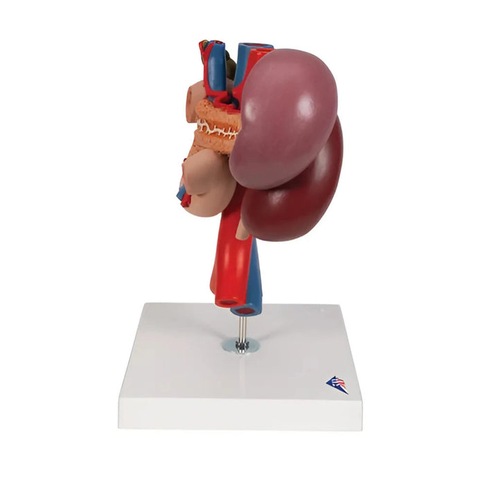 Riñones con Órganos Posteriores del Abdomen Superior (3 Piezas) - 3B Smart Anatomy