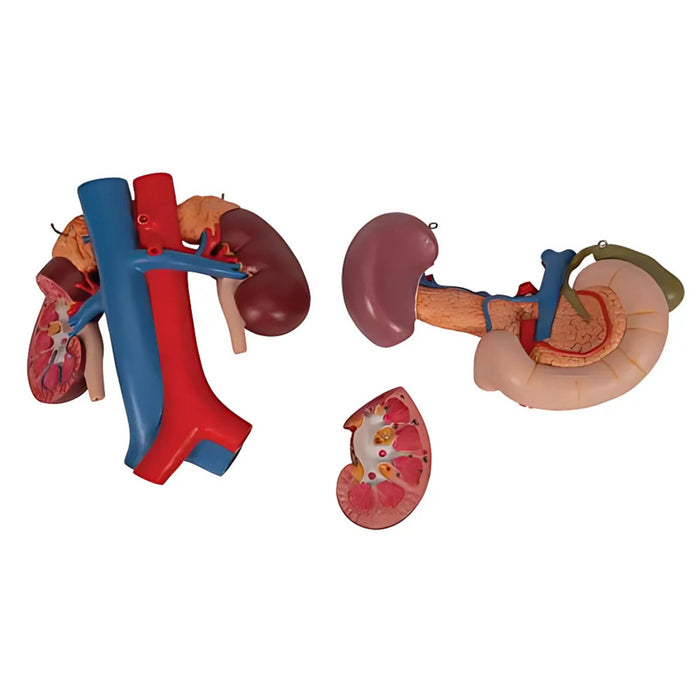 Riñones con Órganos Posteriores del Abdomen Superior (3 Piezas) - 3B Smart Anatomy