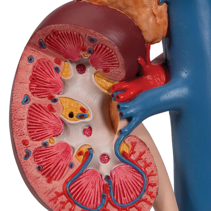 Riñones con Órganos Posteriores del Abdomen Superior (3 Piezas) - 3B Smart Anatomy