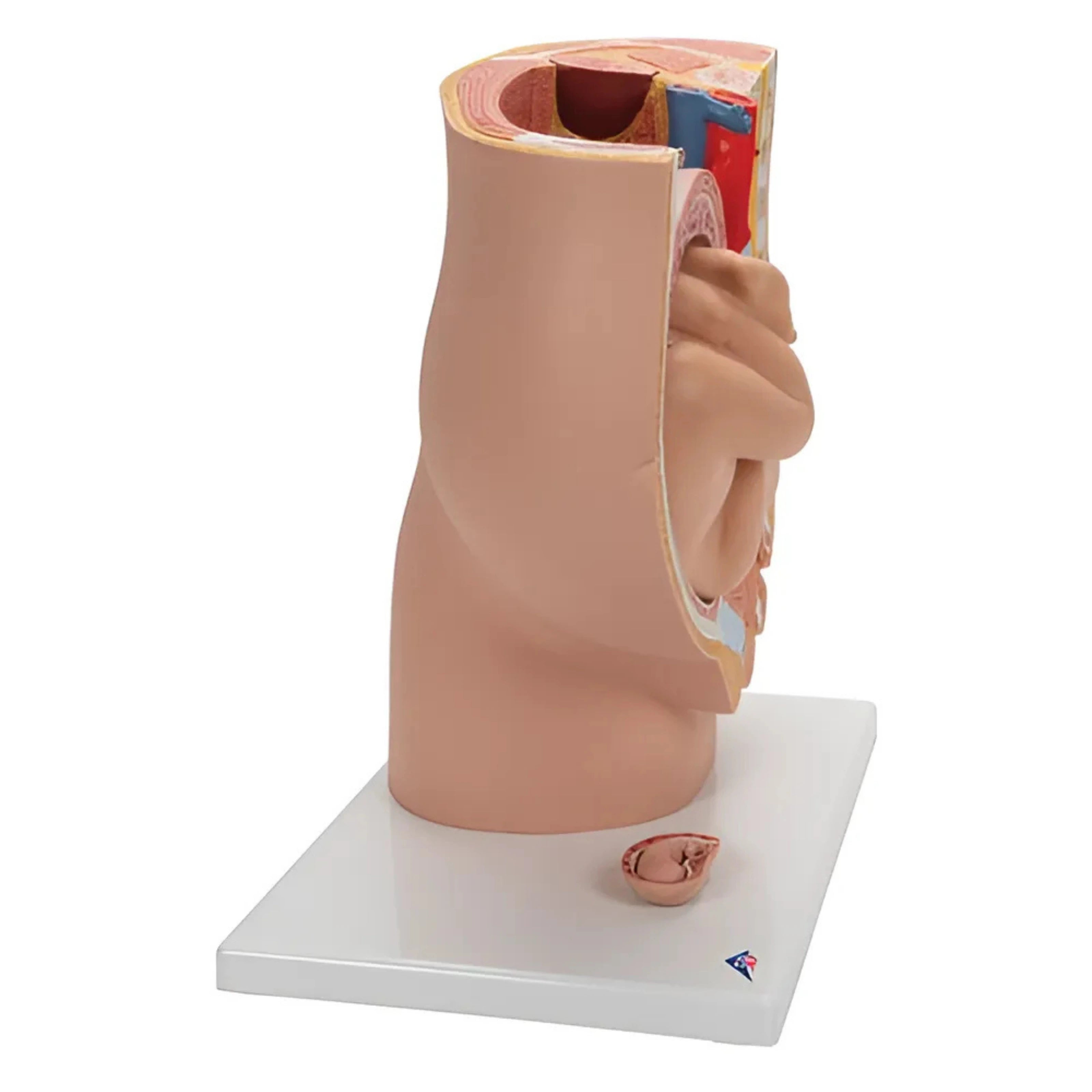 Pelvis de Embarazo, 3 Piezas - 3B Smart Anatomy