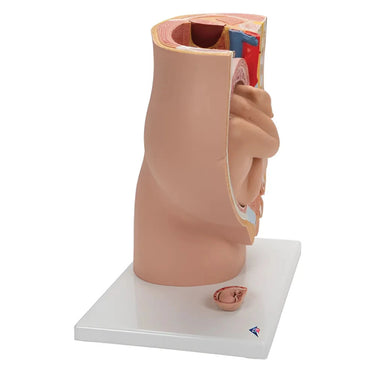 Pelvis de Embarazo, 3 Piezas - 3B Smart Anatomy