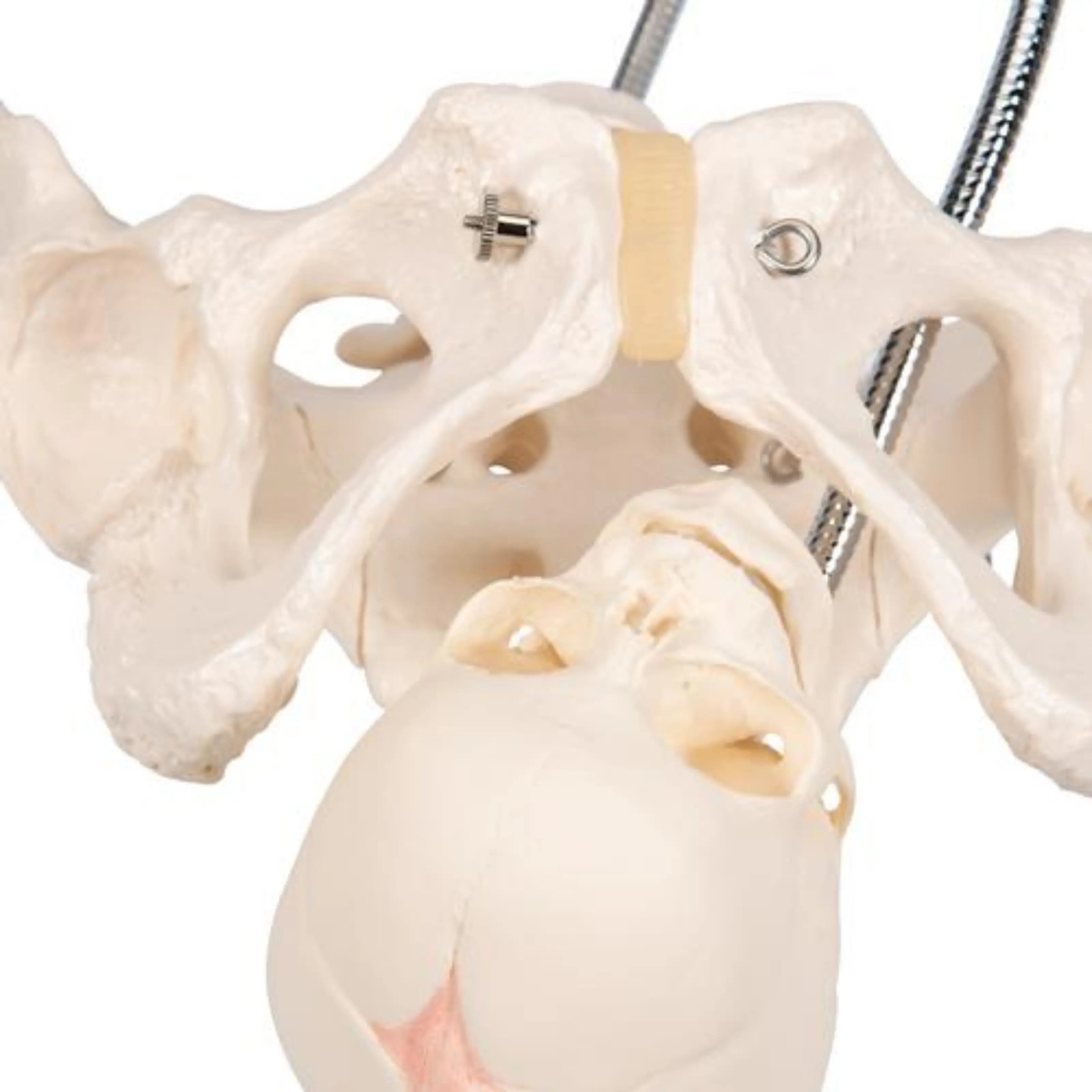 Pélvis de Demostración del Parto - 3B Smart Anatomy