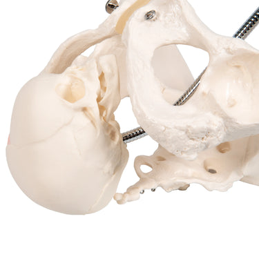 Pélvis de Demostración del Parto - 3B Smart Anatomy