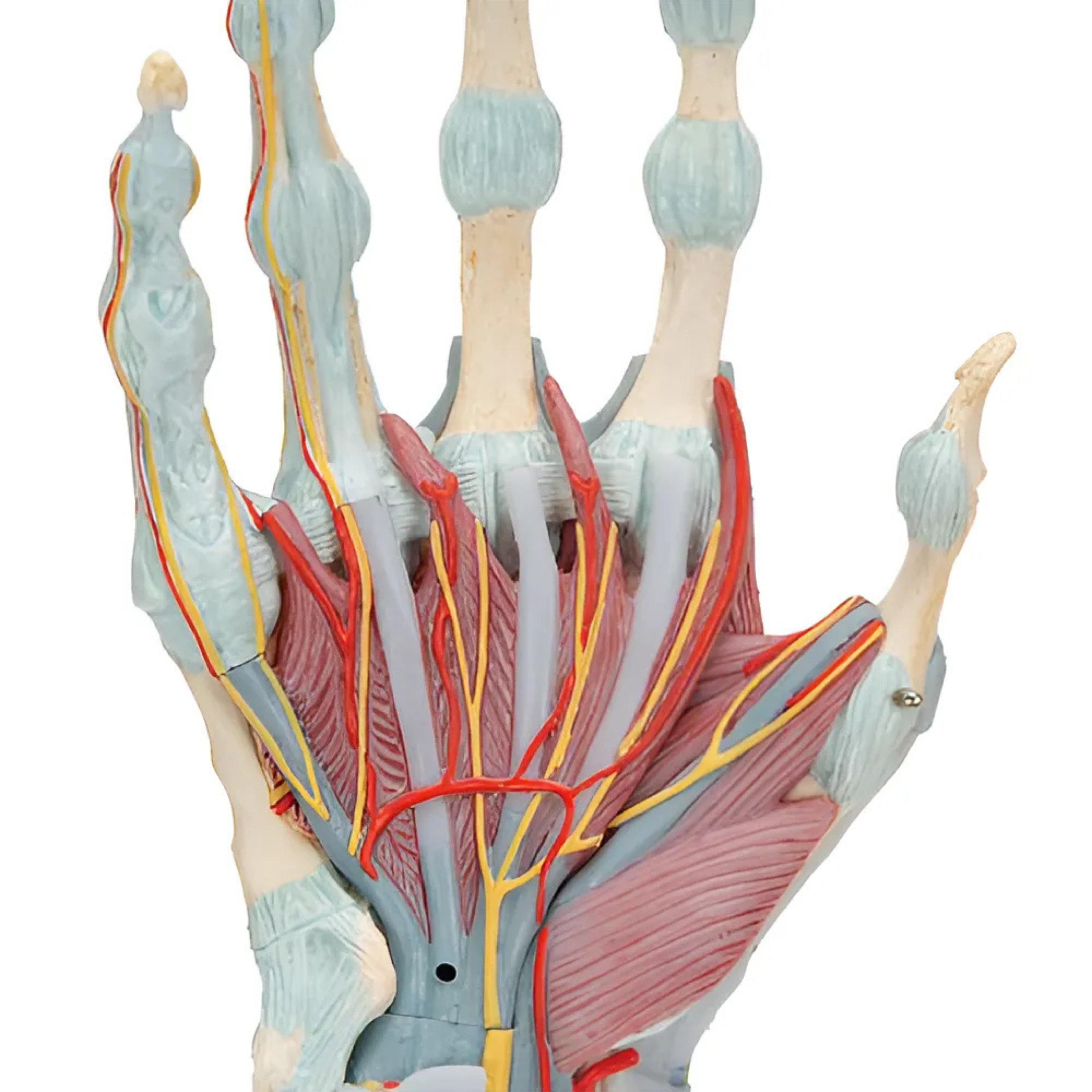 Modelo del esqueleto de la mano con ligamentos y músculos - 3B Smart Anatomy