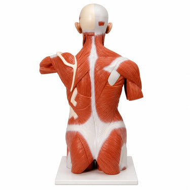 Torso con Músculos de Tamaño Natural, 27 Partes