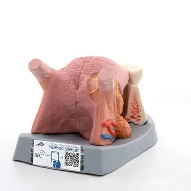 Modelo de la lengua, 4 piezas