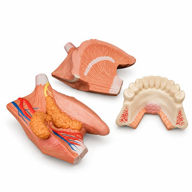 Modelo de la lengua, 4 piezas