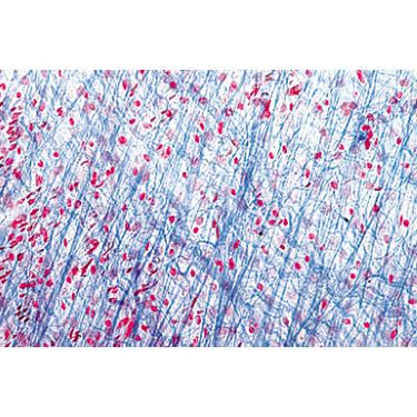 Histología Humana Normal, Colección Básica – Español