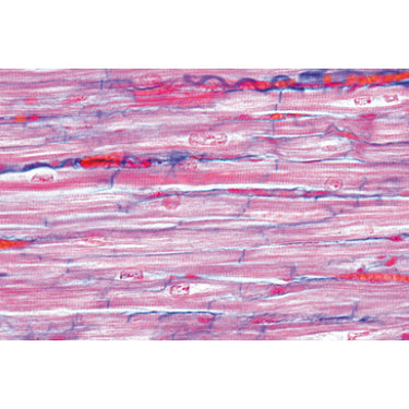 Histología Humana, Colección Grande, Parte I – Español