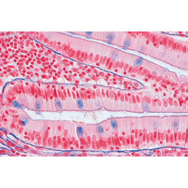Histología Humana, Colección Grande, Parte II – Español