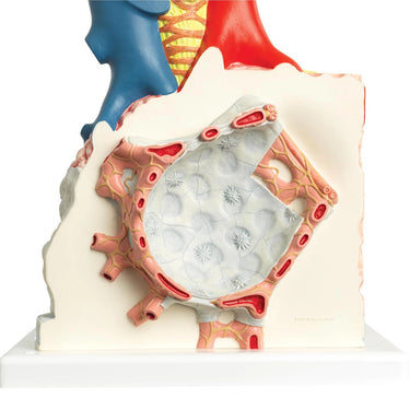 Lobulillos pulmonares y vasos sanguíneos adyacentes - 3B Smart Anatomy