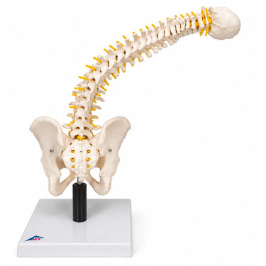 Columna Flexible con Discos Intervertebrales Suaves