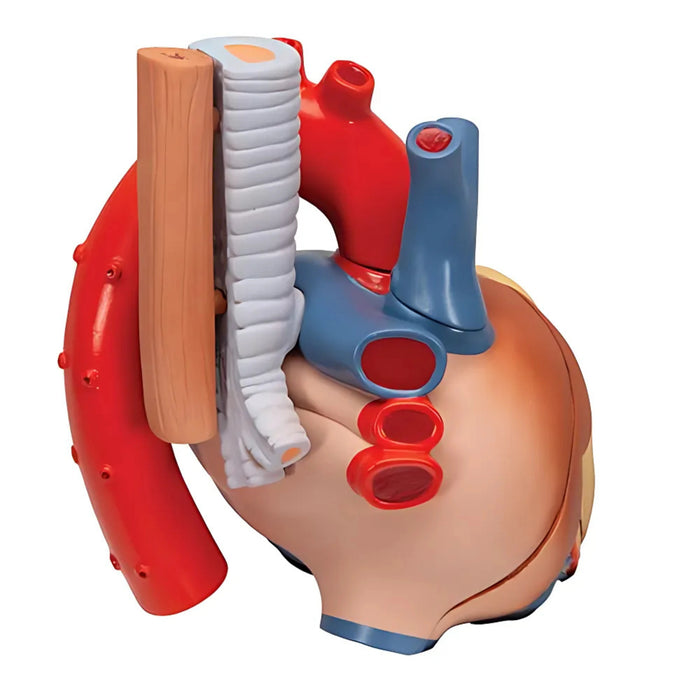 Corazón en 7 piezas - 3B Smart Anatomy