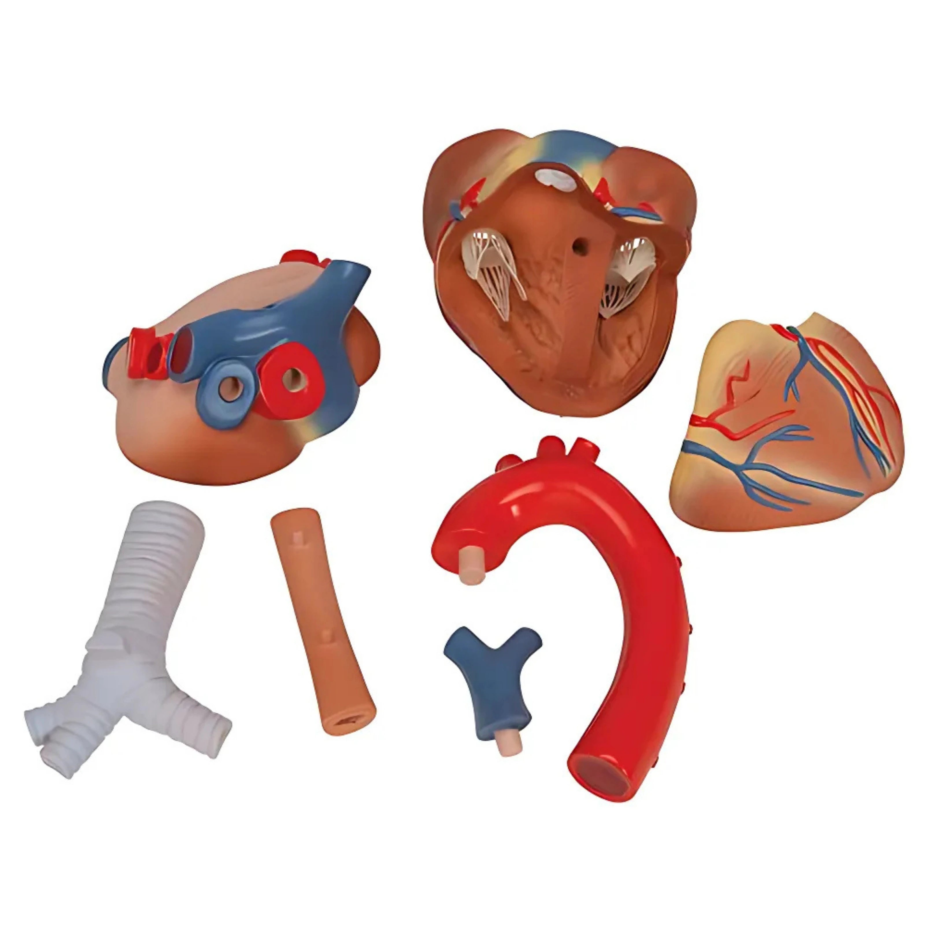 Corazón en 7 piezas - 3B Smart Anatomy