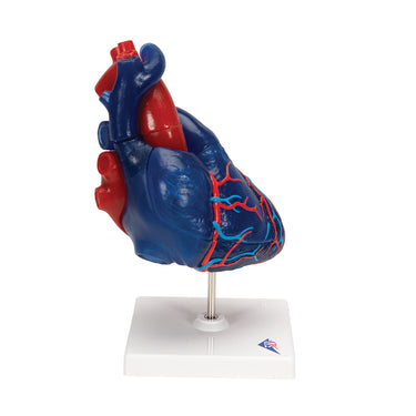 Modelo de Corazón Magnético, Tamaño Real, 5 Piezas