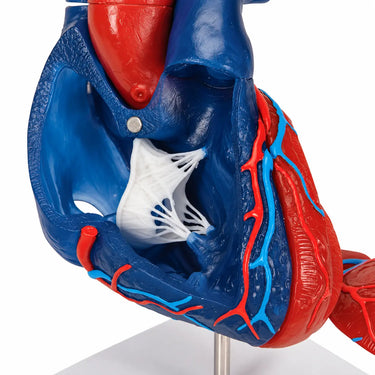 Modelo de Corazón Magnético, Tamaño Real, 5 Piezas