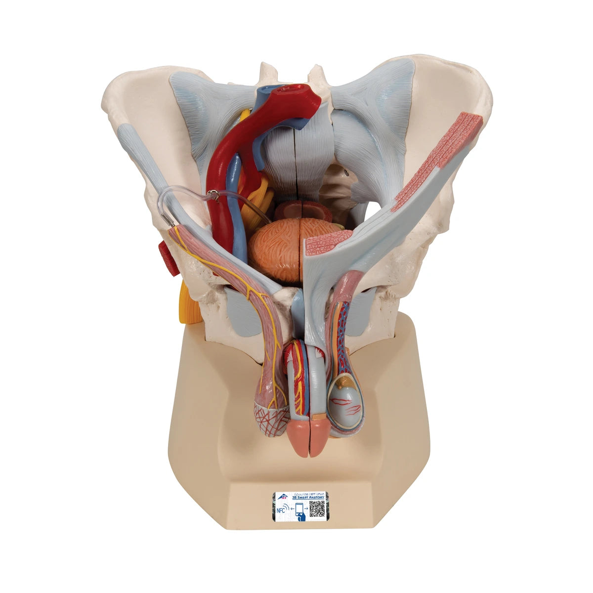Pelvis masculina con ligamentos, vasos, nervios, suelo pélvico y órganos 7 piezas